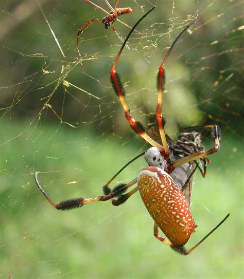 are golden orb weavers venomous.